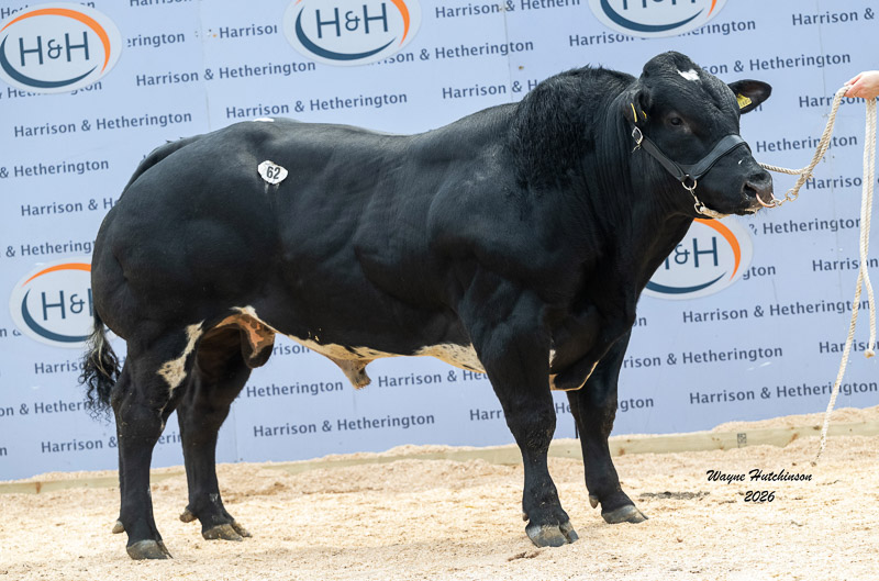 Almeley Usman 12,000gns